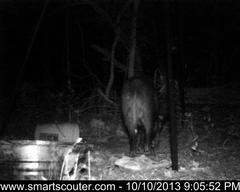 BedandBreakfast-NewFeeder_10102013_5813380.jpg